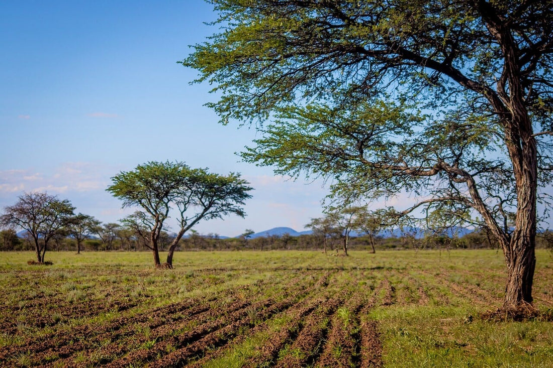 LES BIENFAITS INCONTOURNABLES DE LA FIBRE D'ACACIA : LE COMPLEMENT ALIMENTAIRE ANTI-ÂGE QUE TOUT LE MONDE DEVRAIT CONNAITRE